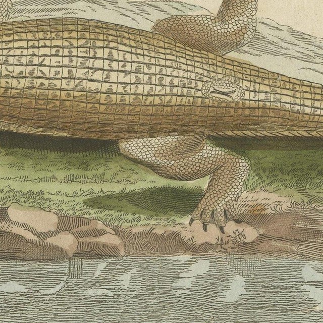 Bertuch, Crocodiles with an Egyptian Pyramid, 1805, Print For Sale - Image 6 of 12
