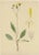 Carter, Botany Illustrations H. Marshalli and Other Flowering Plants, Ink, Set of 3 For Sale - Image 3 of 6