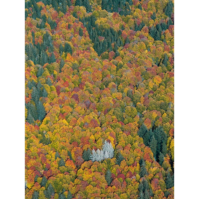 Bavarian_Forest_02" Size a Contemporary Limited Edition Fine Art Photograph by Bernhard Lang For Sale