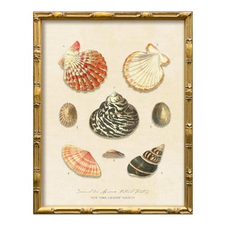 Vintage Seashells Fine Art Reproduction Print (3), Framed For Sale