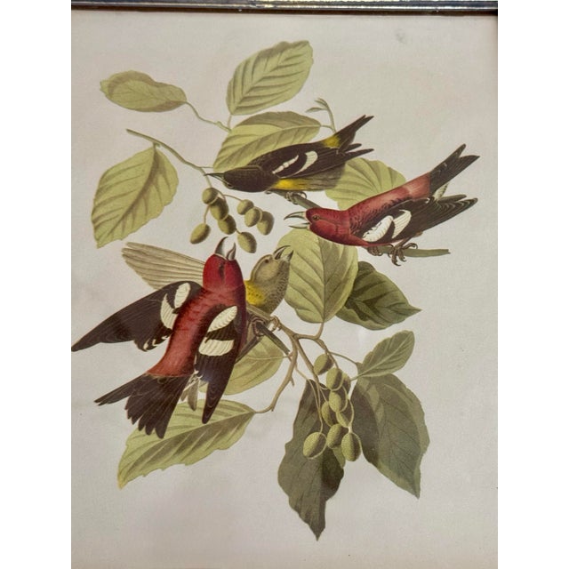 Vintage Audubon-Style Framed Bird Prints — Set of Four For Sale - Image 4 of 12