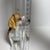 Vintage MCM Beagle Dog Figurine by Andrea Sadek Made in Japan For Sale - Image 4 of 6