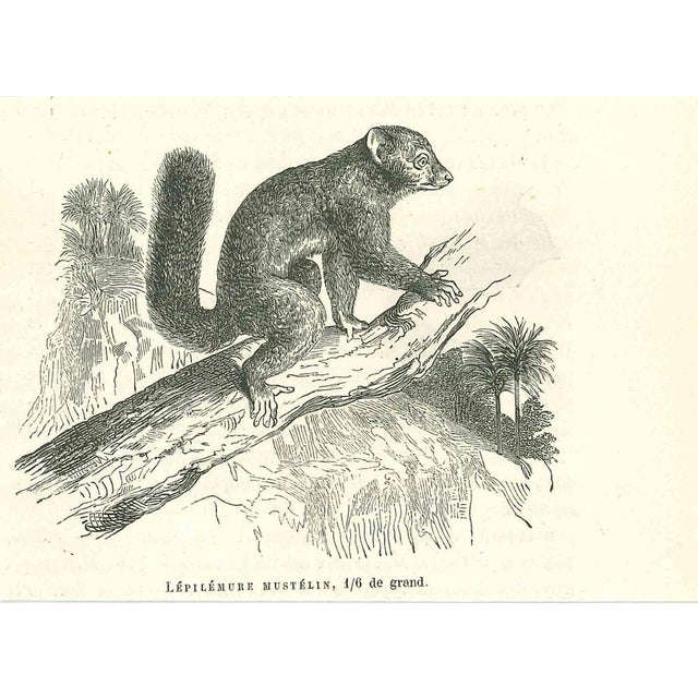 Lépilémur Mustélin is an original lithograph on ivory-colored paper, realized by Paul Gervais (1816-1879). The artwork is...