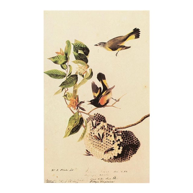 1966 Vintage Farmhouse Print "American Redstart" After John James Audubon For Sale