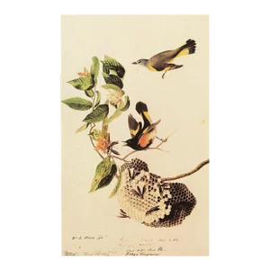 1966 Vintage Farmhouse Print "American Redstart" After John James Audubon