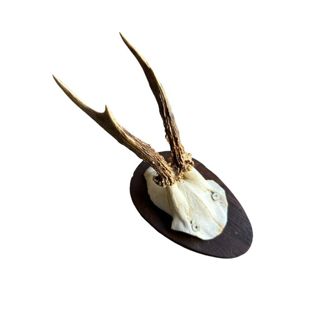 Cabin Early 1900s Roe Deer Trophy Rd81 Black Forest Antlers For Sale - Image 3 of 5