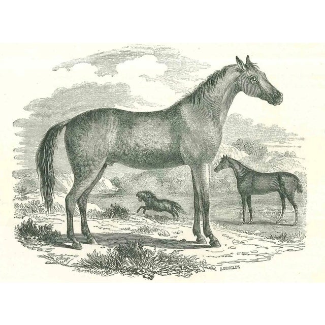 The Horse is an original lithograph on ivory-colored paper, realized by Paul Gervais (1816-1879). The artwork is from The...