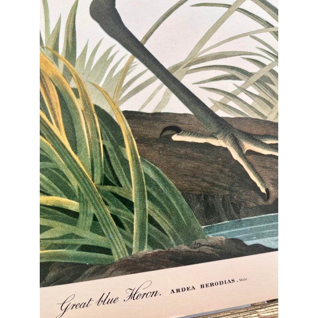 John James Audubon 1964 Audubon Folio Lithograph Great Bird Paintings – “Great Blue Heron” 17x14 For Sale - Image 4 of 7