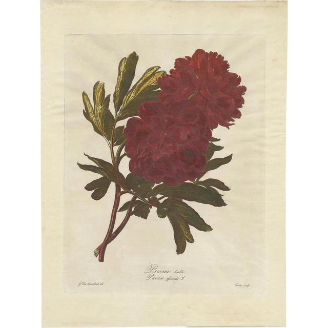 Carrée, The Common Peony, 1800, Print For Sale