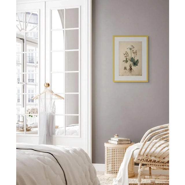 This museum-quality fine art print reproduces an antique botanical illustration, carefully depicting the plant's flowers,...