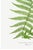 Vintage Fern Art Print, Botanical Fern Reproduction, 40" X 60" For Sale - Image 9 of 10