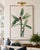 Vintage botanical artwork reproduced and refined for modern printing. Featuring dramatic scarlet banana blooms, lush...