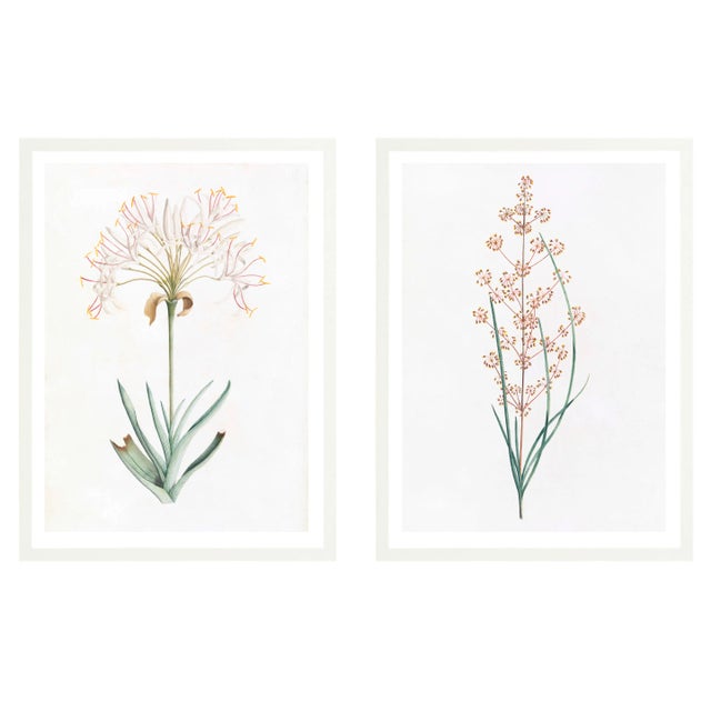 Celerie Kemble Curated Australian Botanical Diptych (36x48) in White Frame For Sale - Image 4 of 4