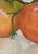 (North Carolina/Hawaii/Montana 1920-2003)Two Tomatoes I, signed lower left "Bert Carpenter 74" and inscribed verso, oil on...