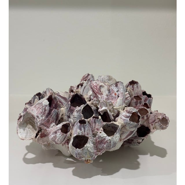 Large Natural Barnacle Cluster Specimen For Sale - Image 10 of 11
