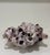 Large Natural Barnacle Cluster Specimen For Sale - Image 10 of 11