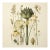 Vintage Botanical Garden Study No. 13 | Botanical Wall Art in Dark Green & Cream For Sale
