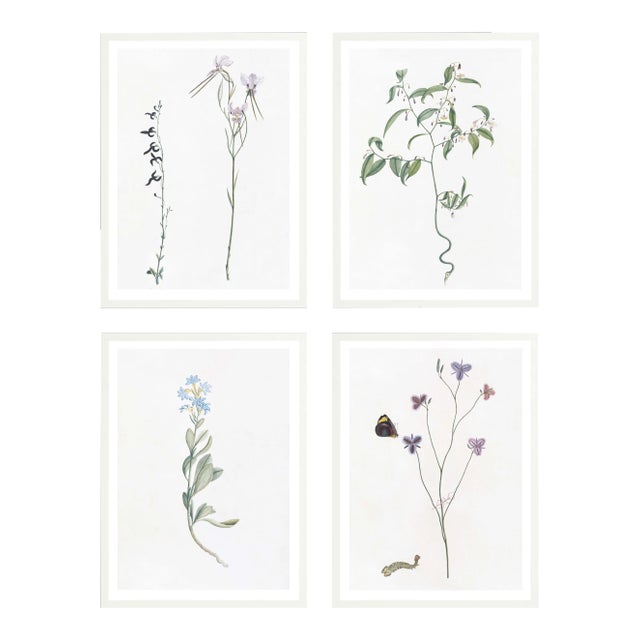 Celerie Kemble Curated Australian Botanical Set of 4 (36x48) in White Frame For Sale
