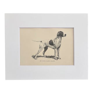 Antique 1890s Dog Print in 8 x 10 Mat: "The Pointer Champion Bracket" For Sale
