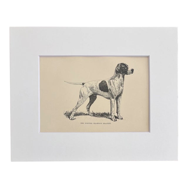 Antique 1890s Dog Print in 8 x 10 Mat: "The Pointer Champion Bracket" For Sale
