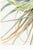 Green Wild Pineapple, Vintage Botanical Art Print Reproduction, 24" X 36" For Sale - Image 8 of 9