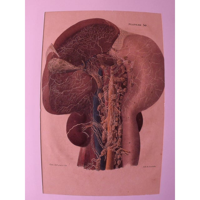 10 hand-colored lithographs, plates taken from the work of Doctor GALET "The Body of Man" Paris 1835-1841, lithographs by...