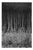 Paul Cooklin, Stubble, Study IV, Occold, Suffolk, Edition of 50 For Sale