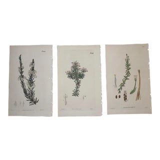 Antique Early 19th Century Hand Colored Copperplate Botanical Engravings - Set of 3 For Sale