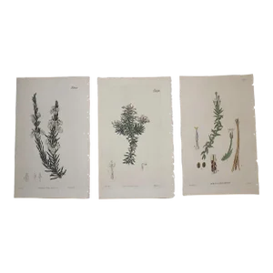 Antique Early 19th Century Hand Colored Copperplate Botanical Engravings - Set of 3