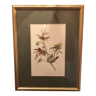 Antique Framed Painted Bunting Bird Print For Sale
