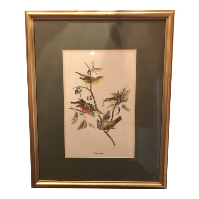Antique Framed Painted Bunting Bird Print For Sale