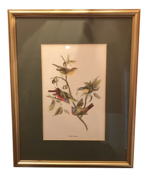 Antique Framed Painted Bunting Bird Print