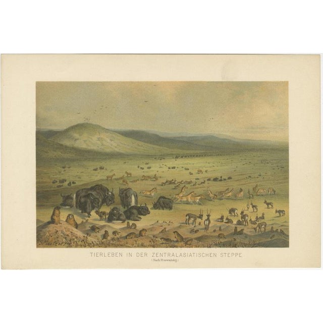 German School after Nikolai Przhevalsky, Wildlife of the Central Asian Steppe Natural History Lithograph, 1883, Lithograph For Sale - Image 9 of 9