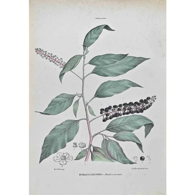 Lithograph hand watercolored. Belongs to the Series "Atlante di Botanica popolare ossia Illustrazione di Piante Notevoli...