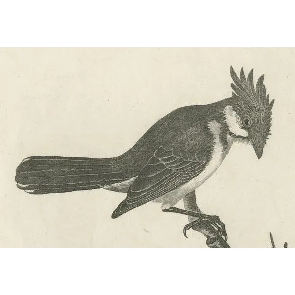 The Red-Whiskered Bulbul, 1788, Paper For Sale - Image 3 of 7