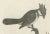 The Red-Whiskered Bulbul, 1788, Paper For Sale - Image 3 of 7