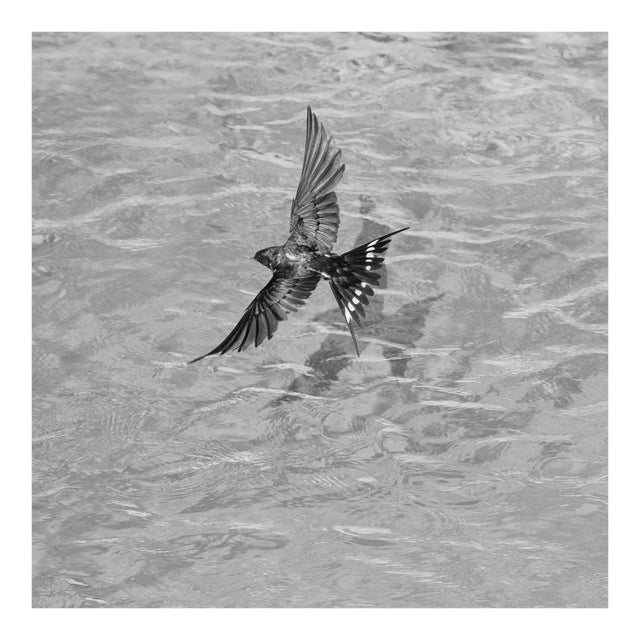 Ian Sanderson, Swallow-Signed Limited Edition, Fine Art Print, Black and White Square Photography, 2015 For Sale