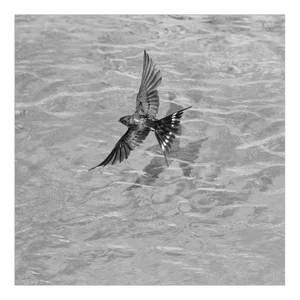 Ian Sanderson, Swallow-Signed Limited Edition, Fine Art Print, Black and White Square Photography, 2015