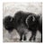Earthlings III (Buffalo) by Guusje Bertholet For Sale