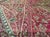 Maroon Hand Embroidered Mughal Silk and Metal Threaded Tapestry, India For Sale - Image 8 of 10