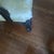 Wood 1970s Queen Anne Mahogany Writing Desk on Pad Feet W/Ball and Claw Chair For Sale - Image 7 of 11