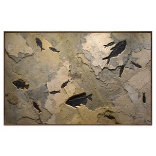 Fossil Fish Mural For Sale