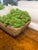 Wood Botanical Mix Potted Arrangements For Sale - Image 7 of 9