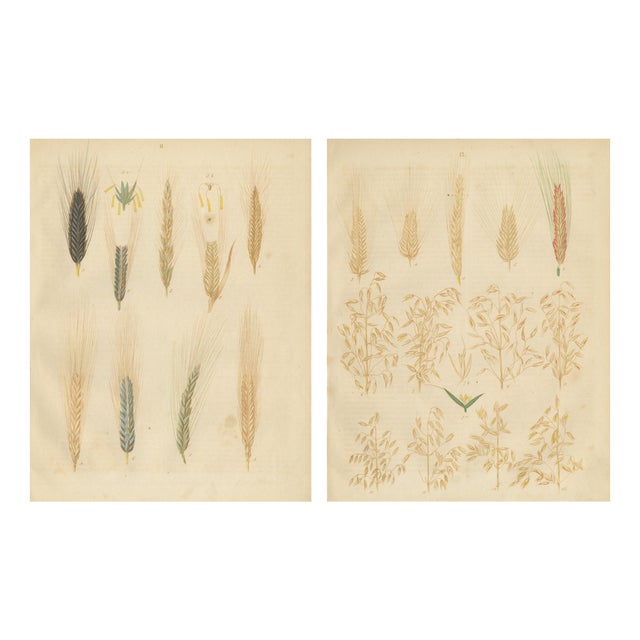 Carl Gustav Calwer, Wheat and Rye, 1852, Paper, Set of 2 For Sale