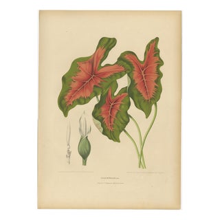 Berthe Hoola van Nooten, Heart of Jesus Caladium, 1880, Chromolithograph For Sale