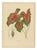 Berthe Hoola van Nooten, Heart of Jesus Caladium, 1880, Chromolithograph For Sale