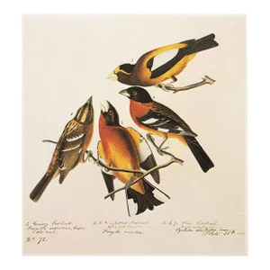 Evening and Black-Headed Grosbeaks After Audubon, 1966 Cottage Print