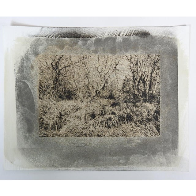Late 20th century gray tones cyanotype tangled landscape photograph on heavy paper by Eric C. Weller (20th century) Texas....