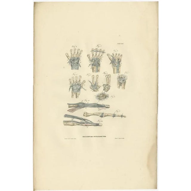 Anatomy Illustrations of Ligaments and Joints, 1839, Prints, Set of 13 For Sale - Image 10 of 15