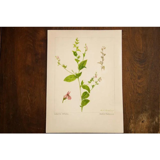 Traditional R.H. Greeley Indian Tobacco Botanical Watercolor For Sale - Image 3 of 5